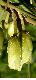 image of Pouteria salicifolia
