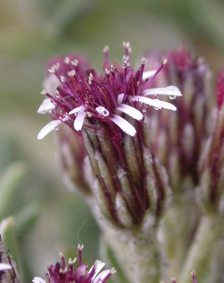Asteraceae Diplostephium costarricense