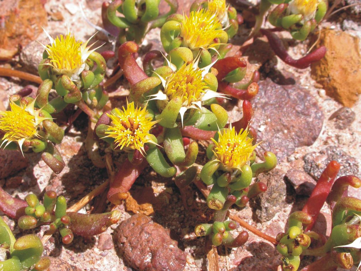 Asteraceae Duseniella patagonica