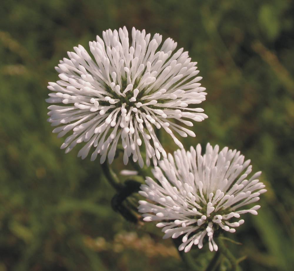 Asteraceae Gymnocoronis spilanthoides