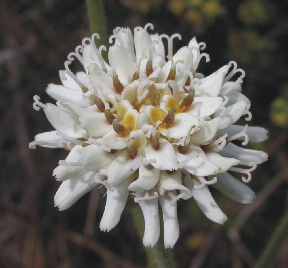 Asteraceae Holocheilus brasiliensis