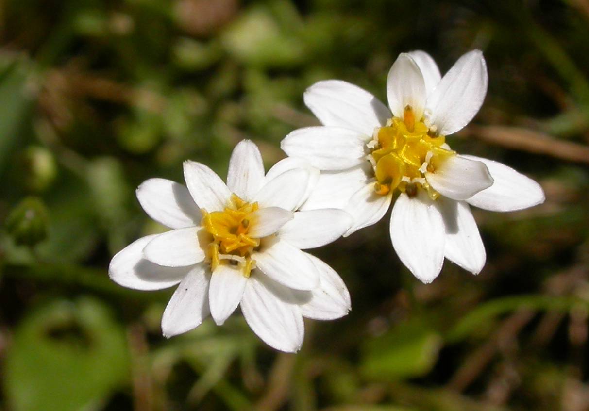 Asteraceae Pamphalea heterophylla