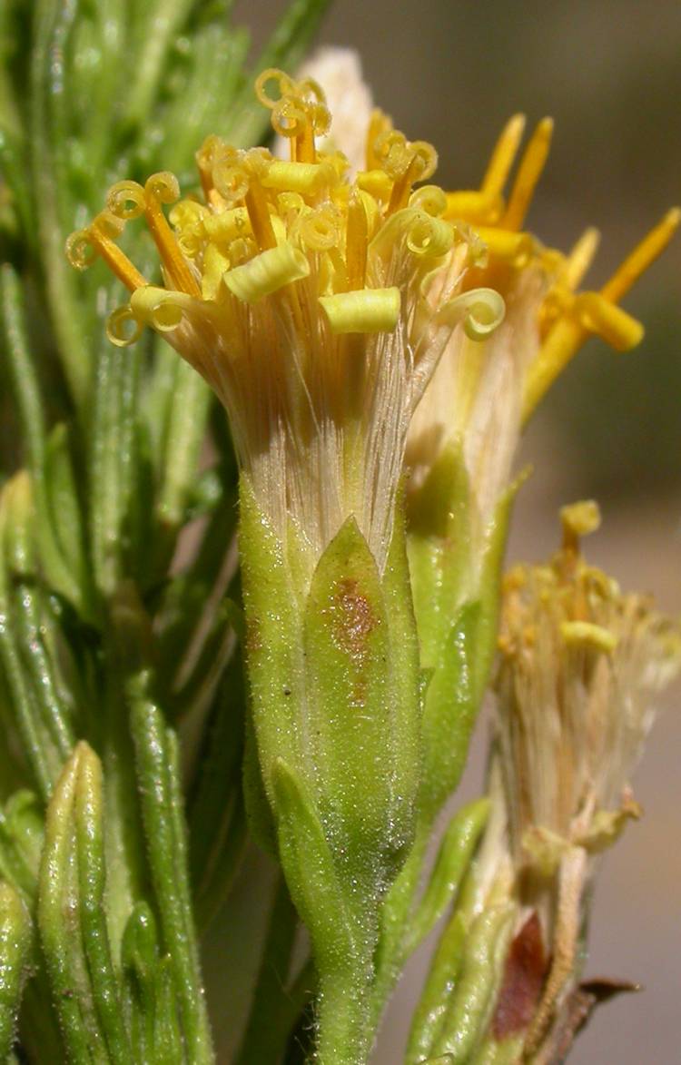 Asteraceae Pleocarphus revolutus
