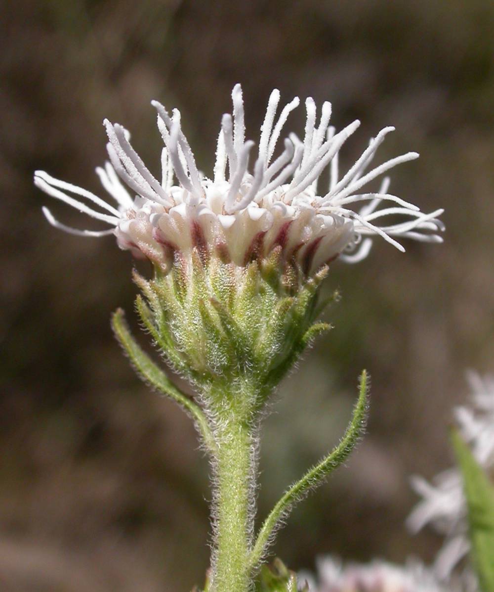 Asteraceae Radlkoferotoma cistifolium