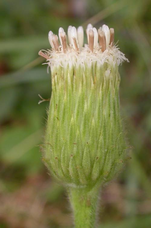 Asteraceae Stenachaenium campestre