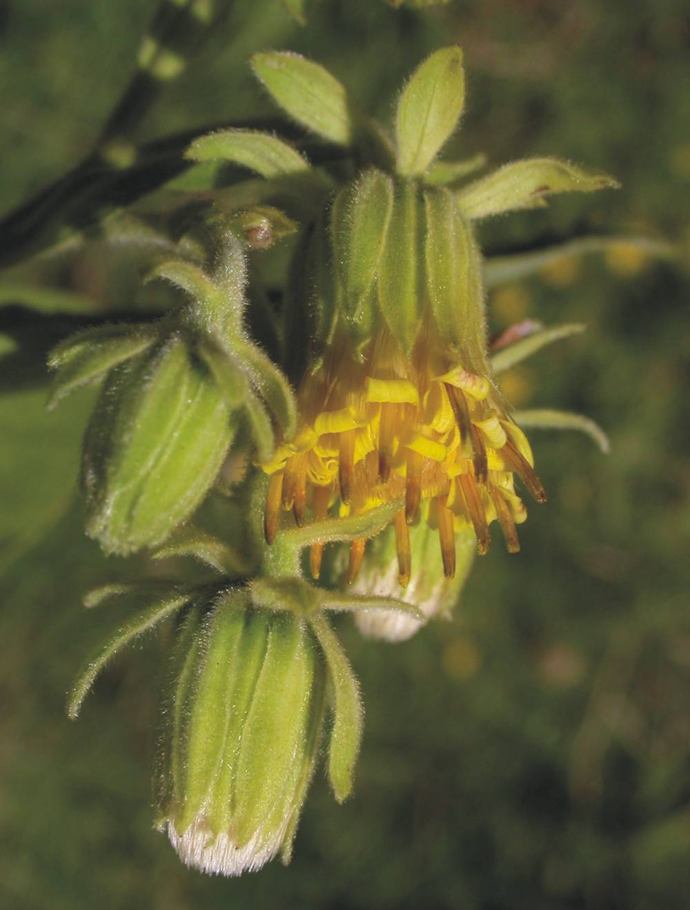 Asteraceae Trixis praestans