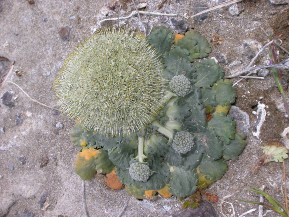 Calyceraceae Nastanthus patagonicus
