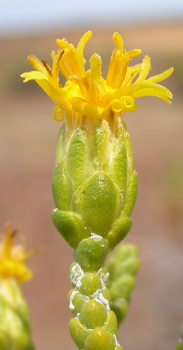 Asteraceae Lepidophyllum cupressiforme