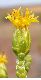 image of Lepidophyllum cupressiforme
