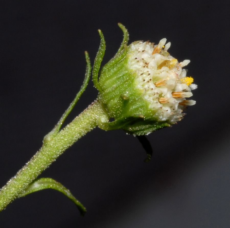 Asteraceae Laestadia costaricensis