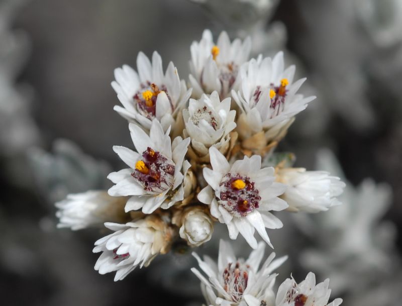 Asteraceae Chionolaena costaricensis