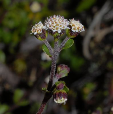 Asteraceae Microspermum repens