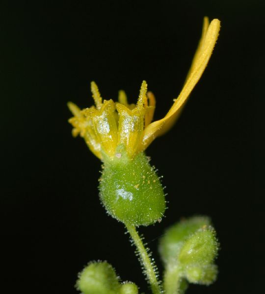 Asteraceae Milleria quinqueflora