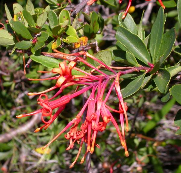 Proteaceae Embothrium coccineum