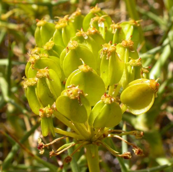 Apiaceae Mulinum spinosum