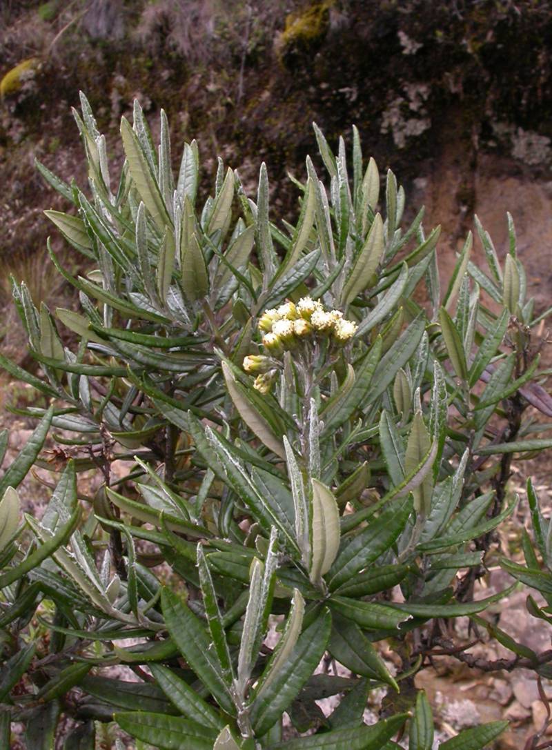 Asteraceae Senecio andicola