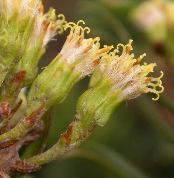 Asteraceae Senecio firmipes