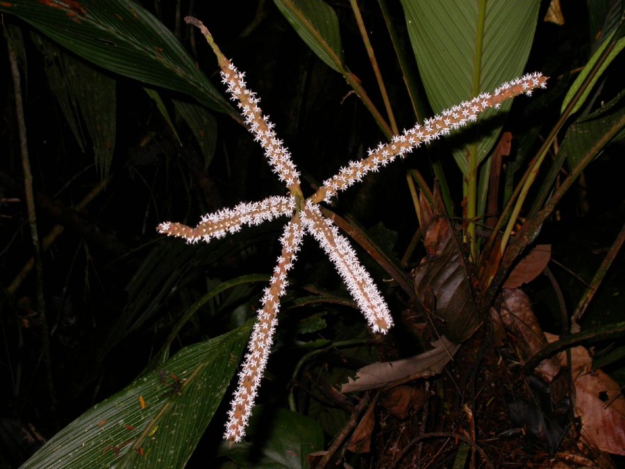 Arecaceae Asterogyne martiana