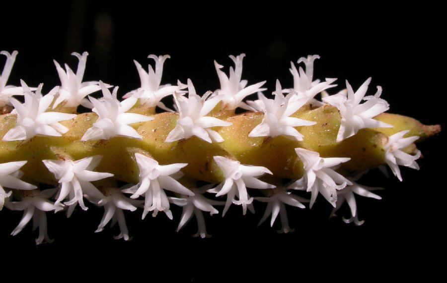 Arecaceae Asterogyne martiana