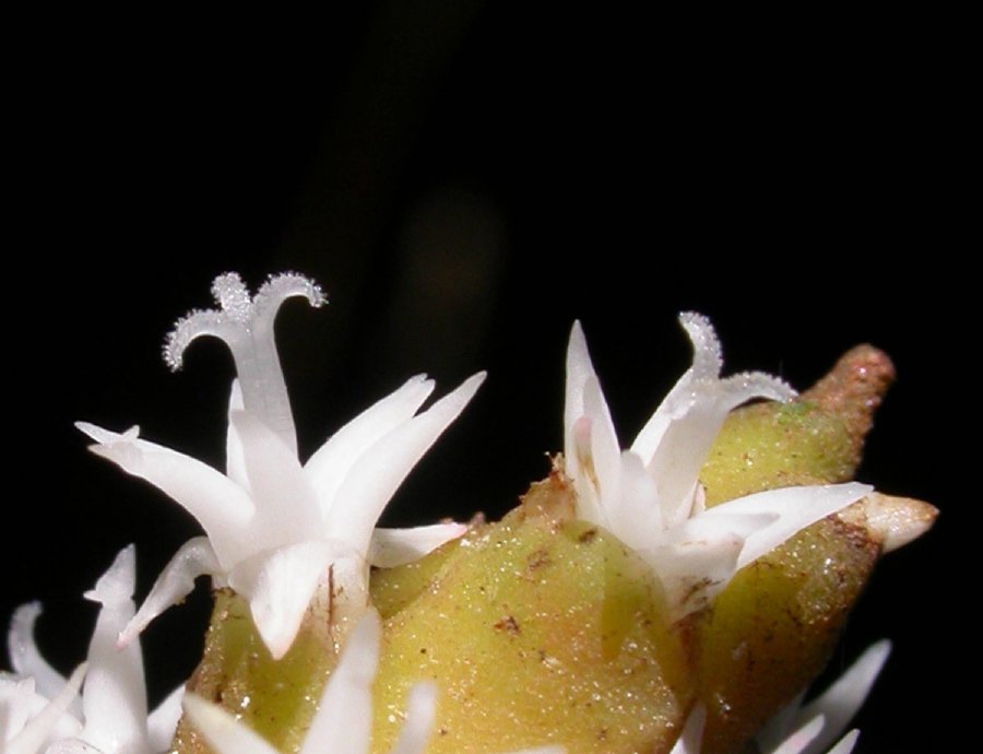 Arecaceae Asterogyne martiana