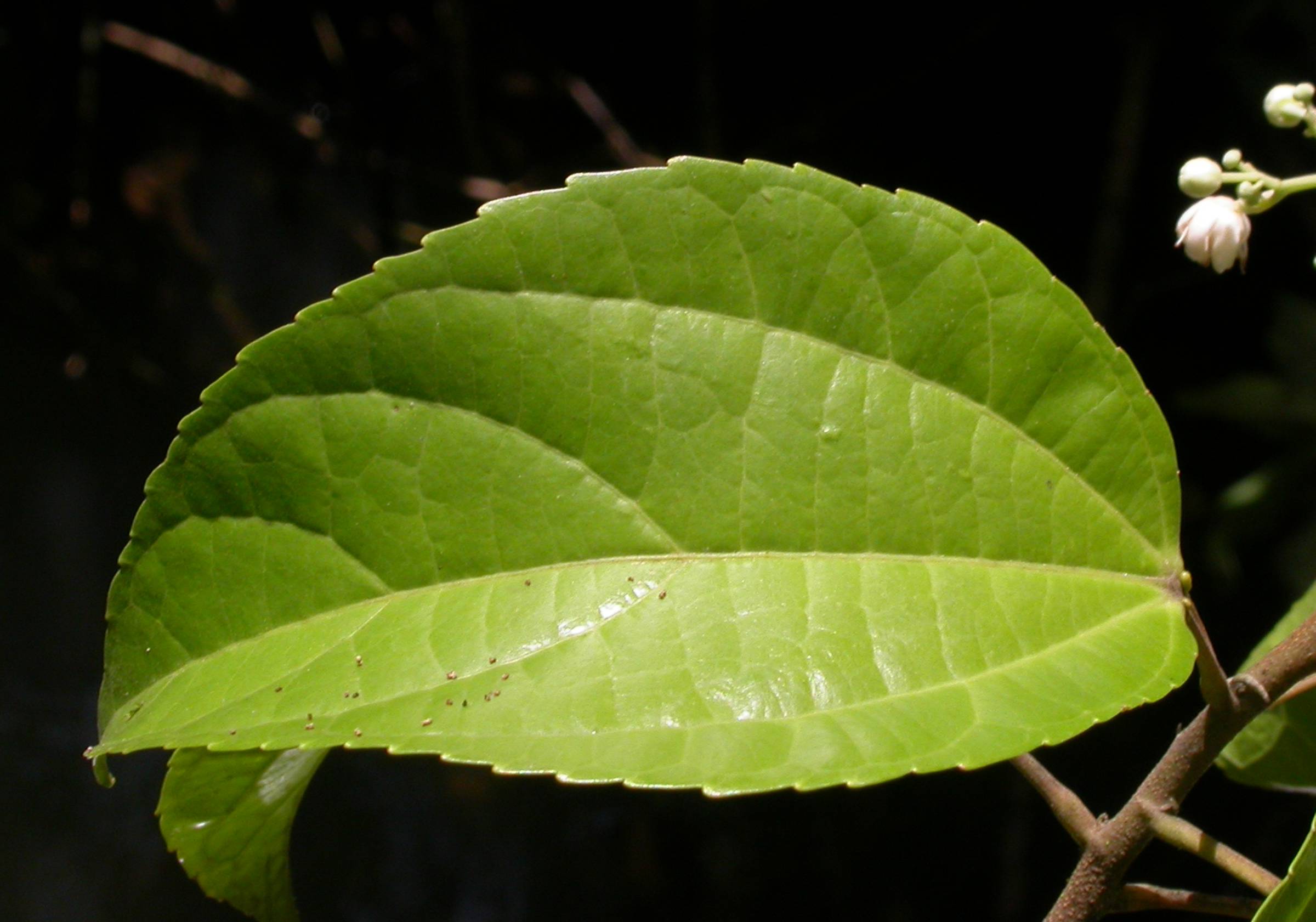 Salicaceae Pleuranthodendron lindenii