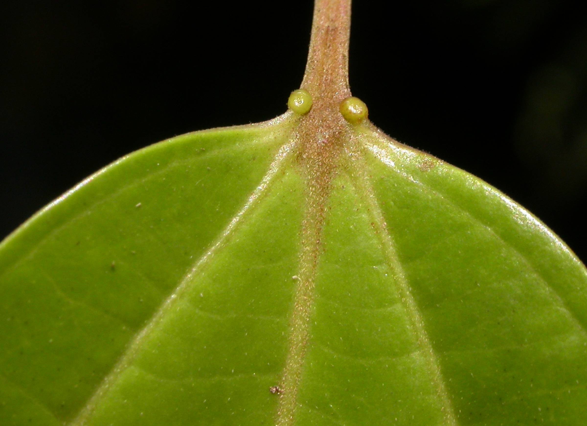 Salicaceae Pleuranthodendron lindenii