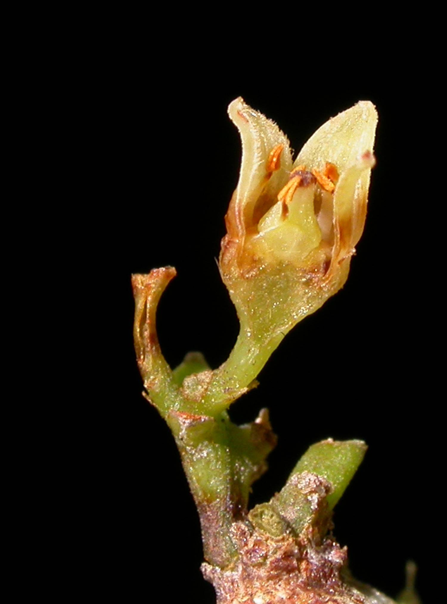 Burseraceae Protium ravenii