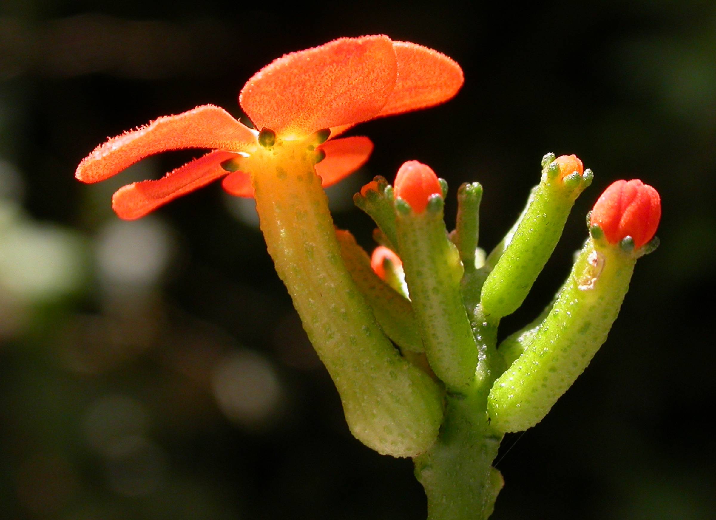 Cucurbitaceae Psiguria 