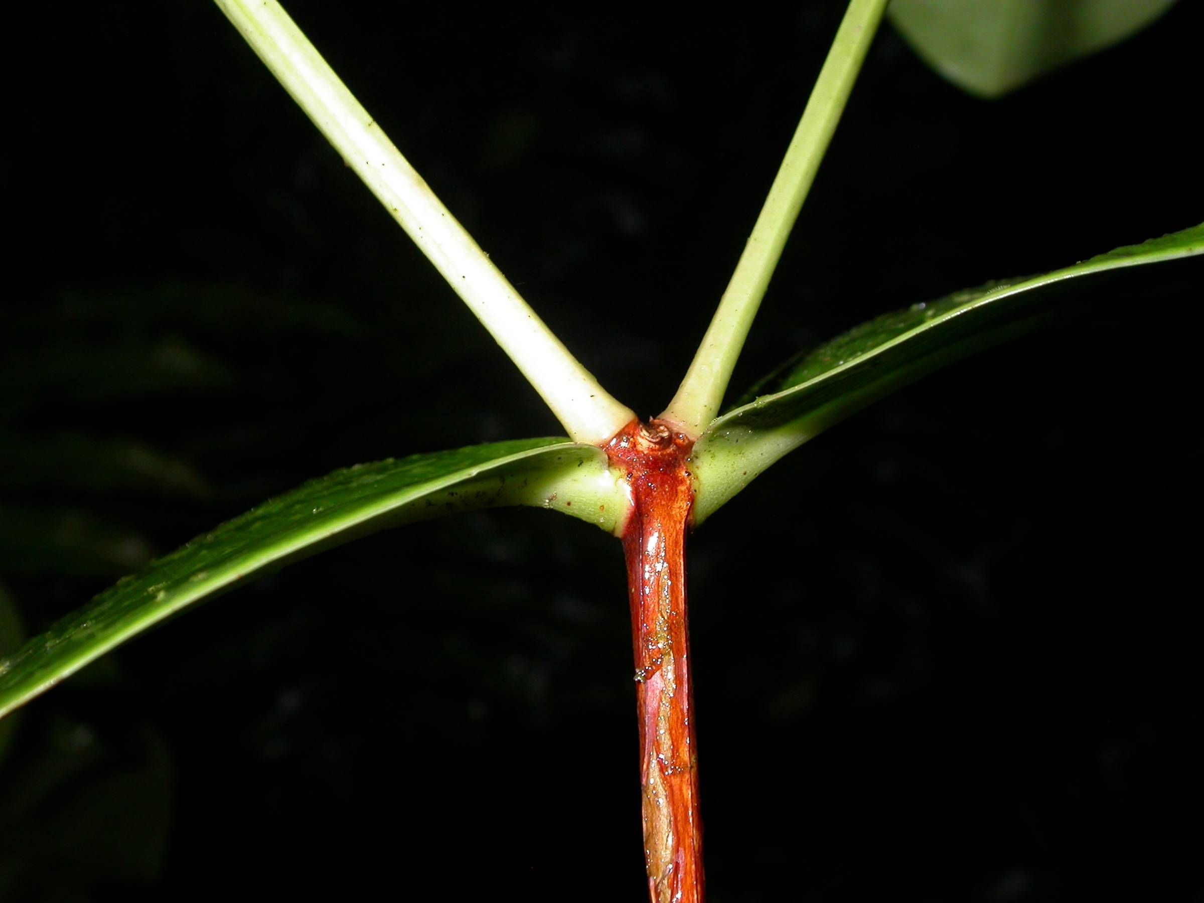 Alzateaceae Alzatea verticillata