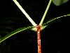 image of Alzatea verticillata