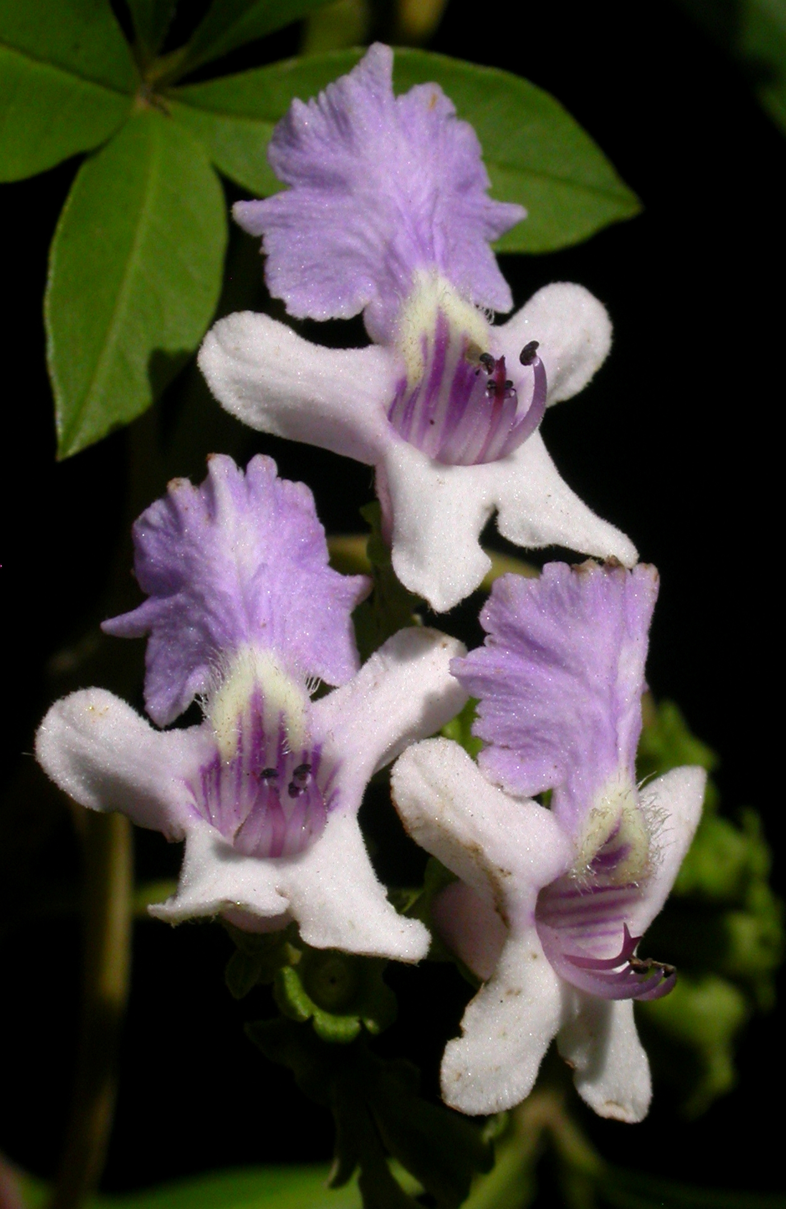 Lamiaceae Vitex megapotamica