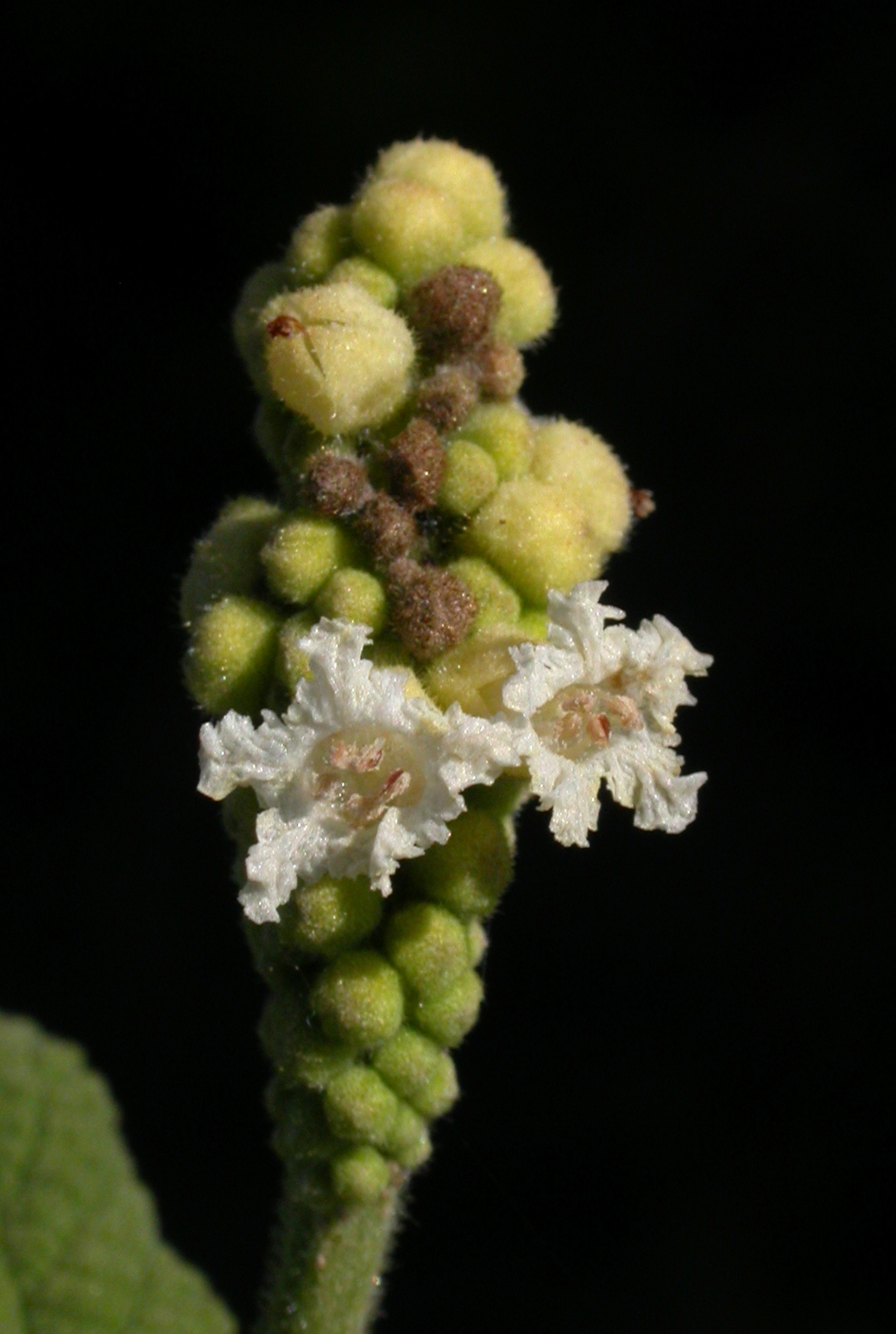Cordiaceae Cordia verbenacea