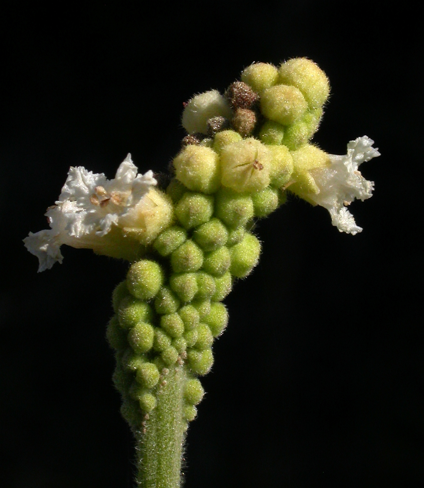 Cordiaceae Cordia verbenacea