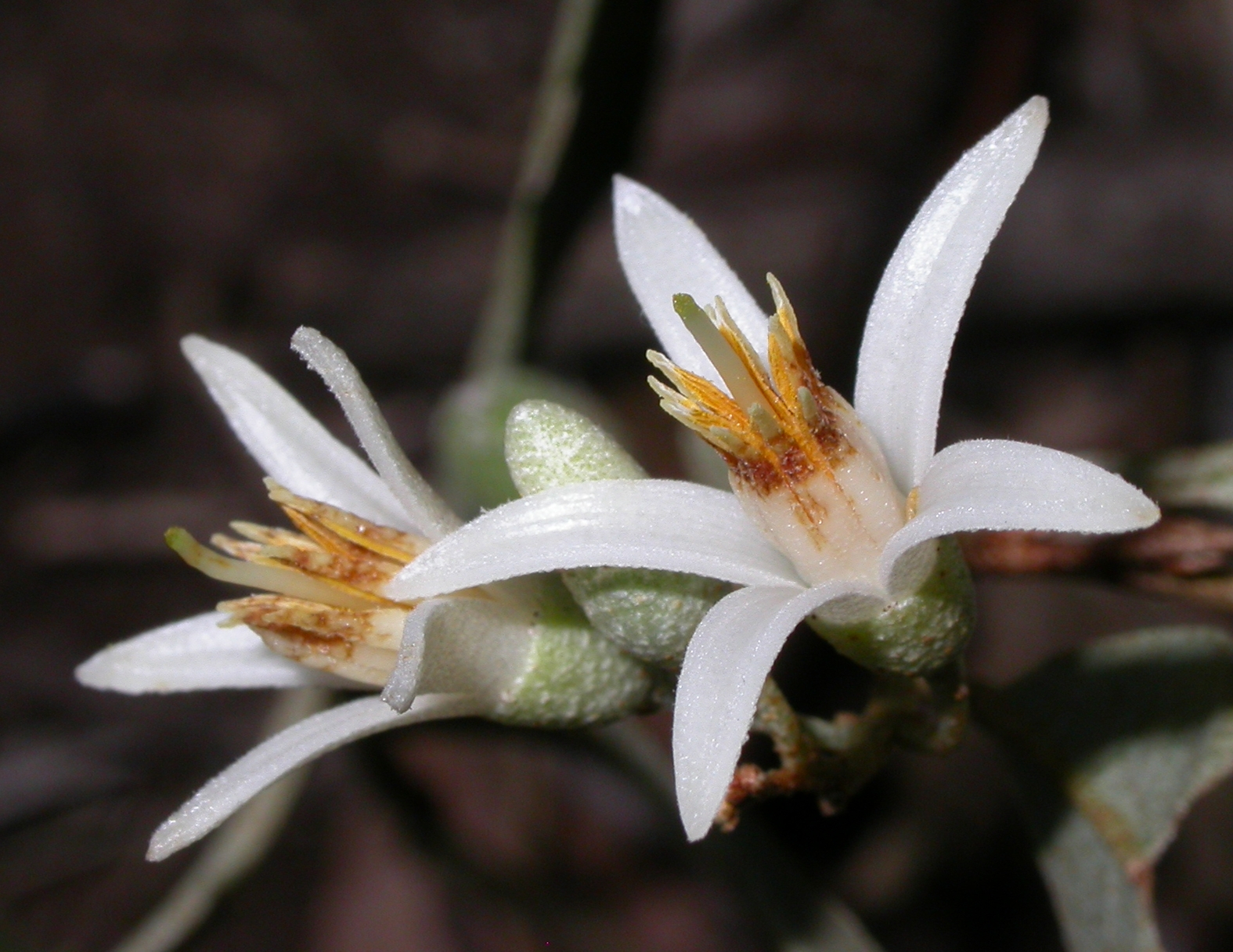 Styracaceae Styrax leprosum
