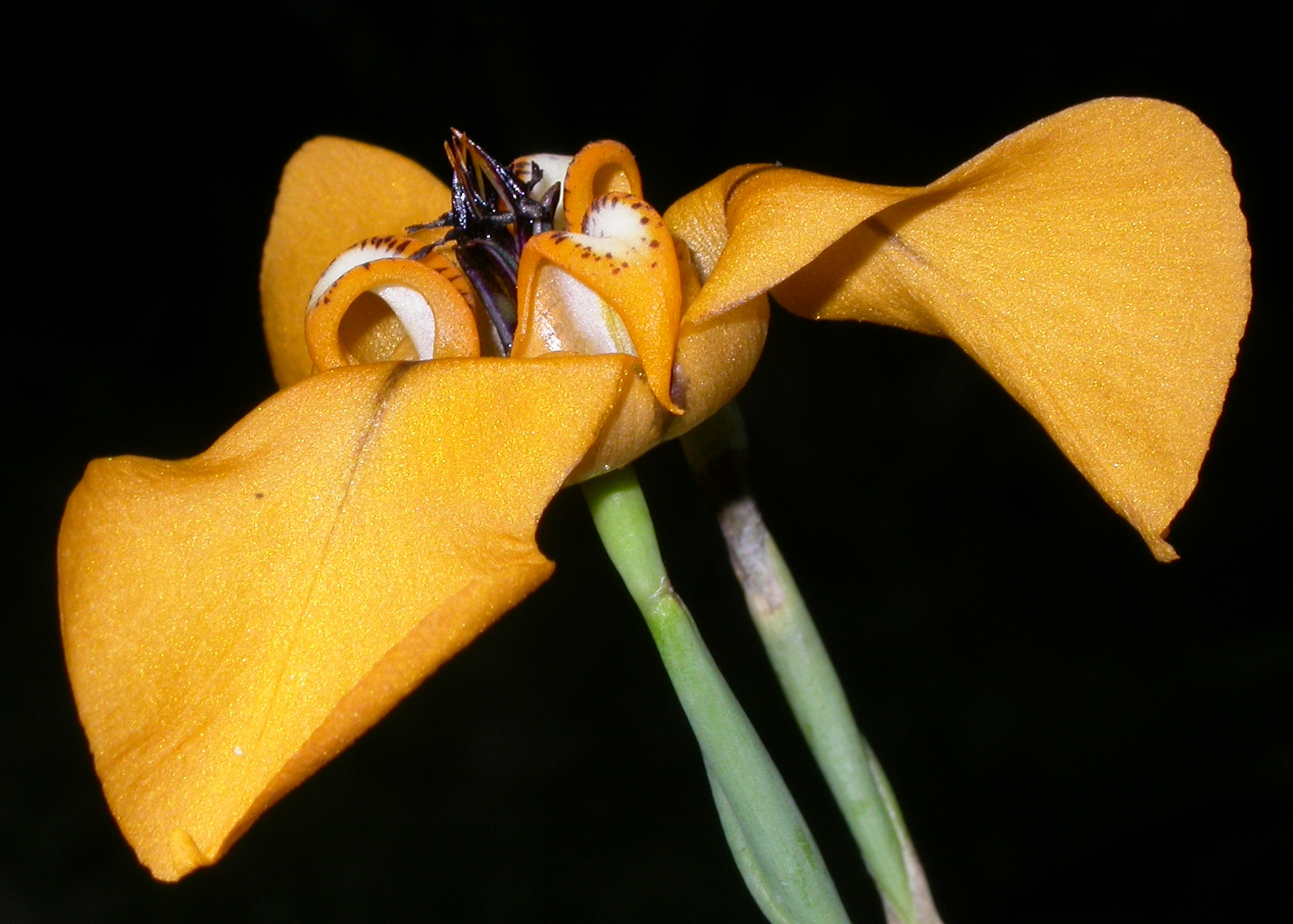 Iridaceae Cypella herbetii