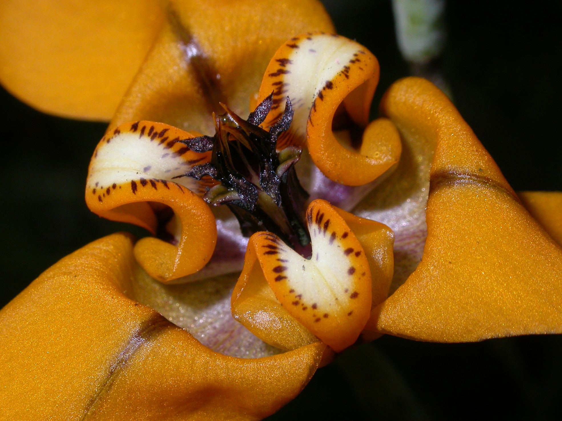 Iridaceae Cypella herbetii