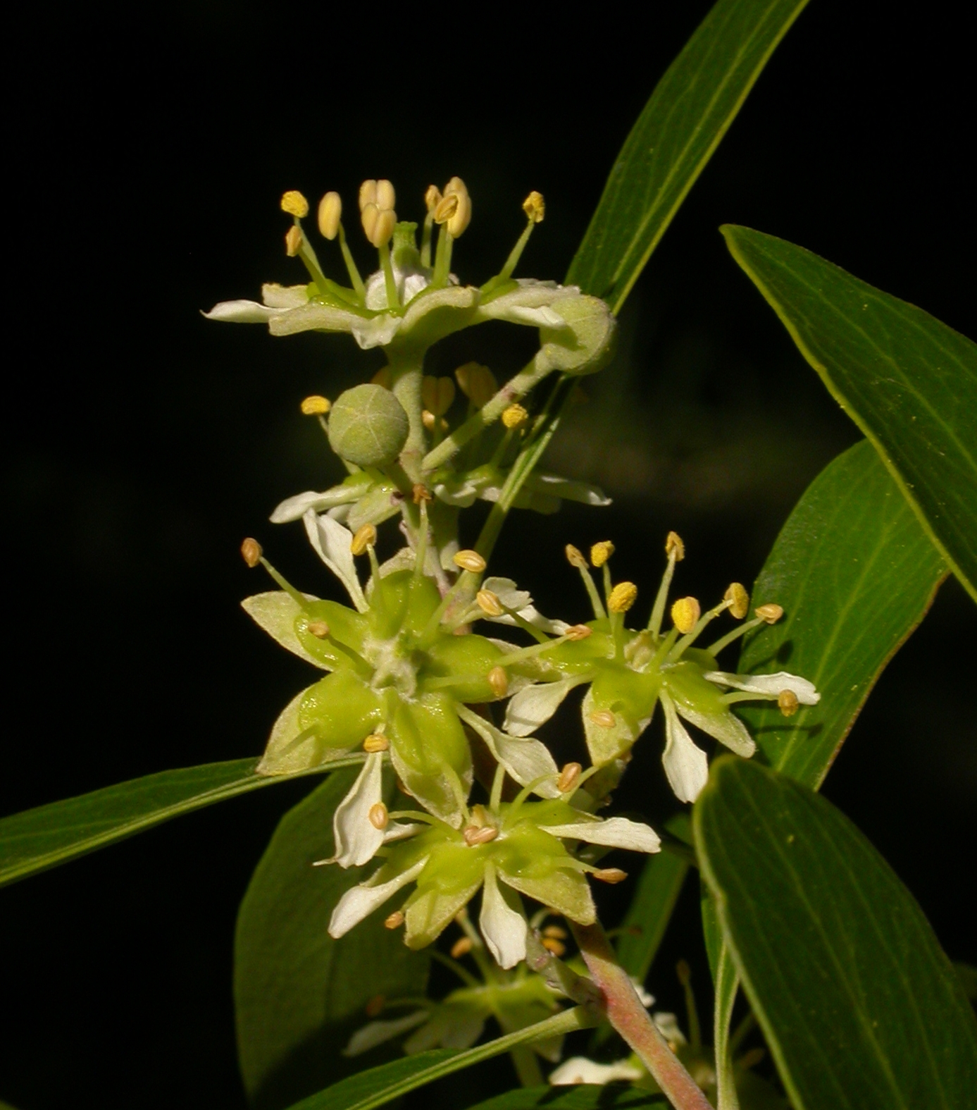 Quillajaceae Quillaja brasiliensis