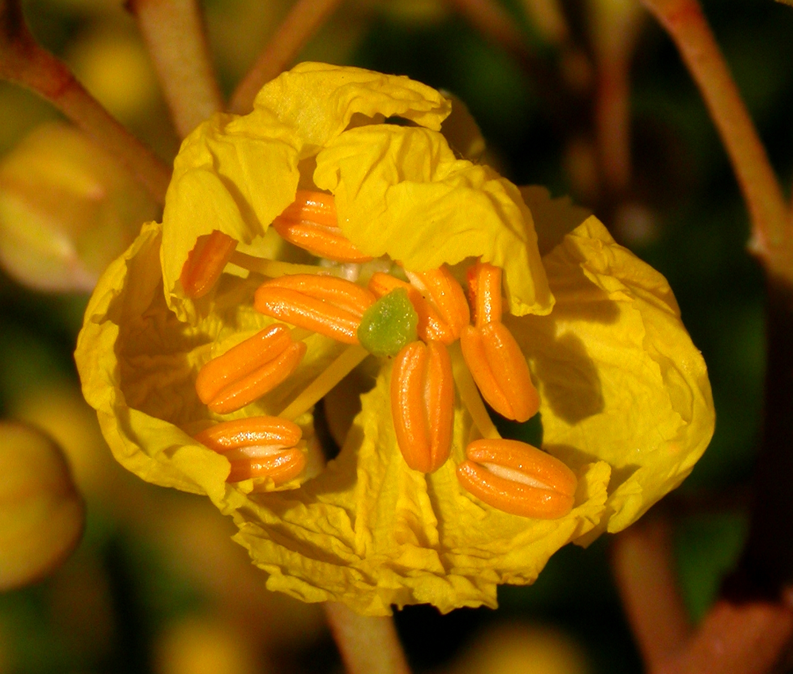 Fabaceae Peltophorum dubium