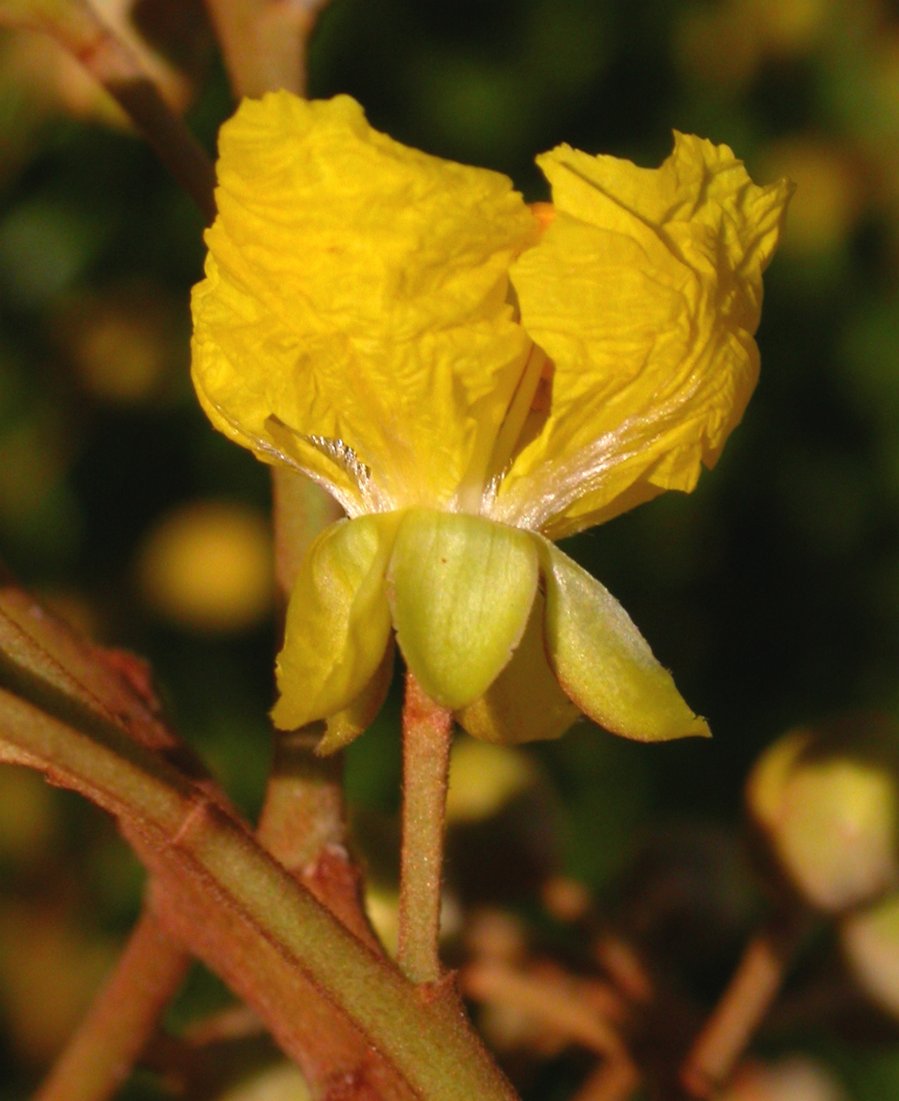 Fabaceae Peltophorum dubium