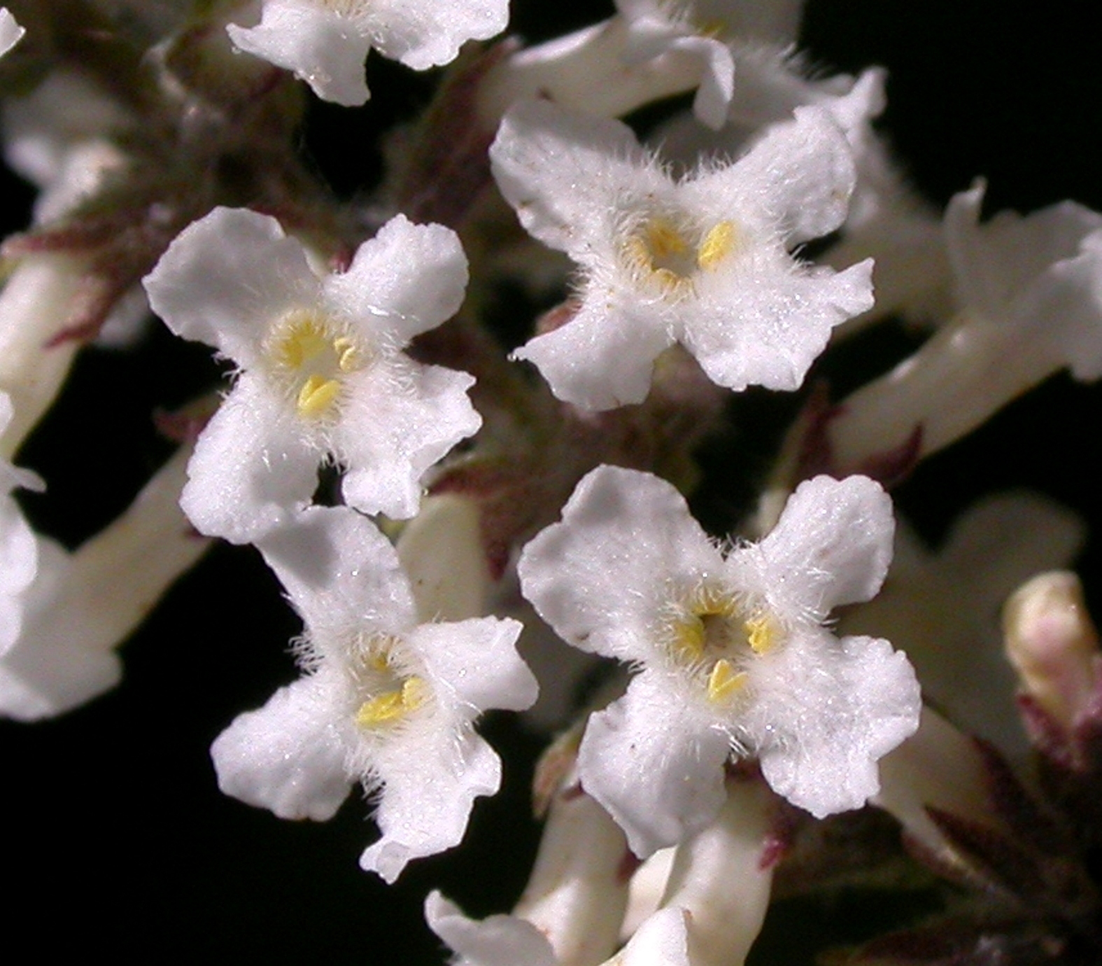 Verbenaceae Aloysia gratissima