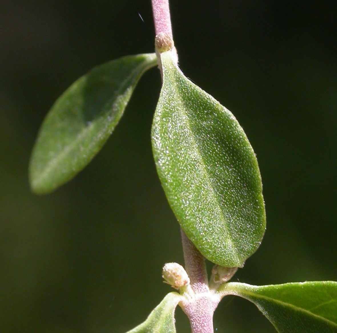 Verbenaceae Aloysia gratissima