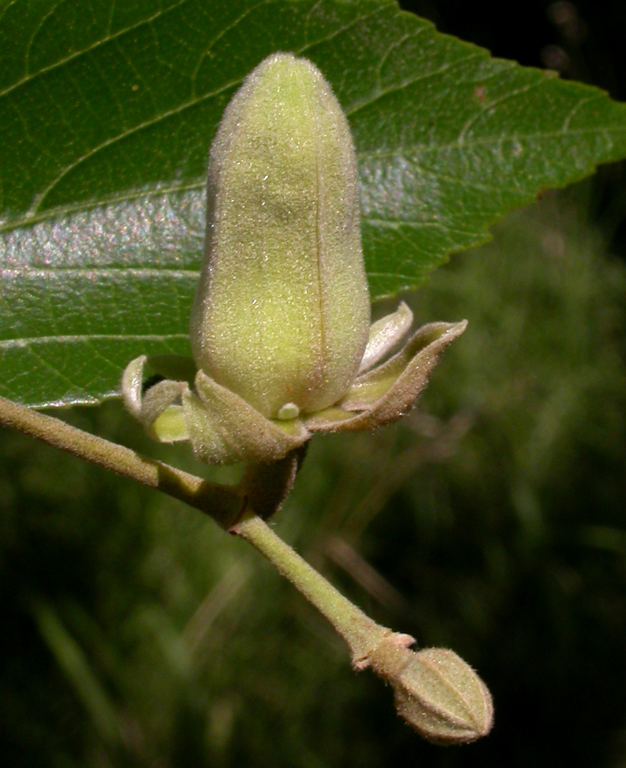 Sparmanniaceae Luehea divaricata