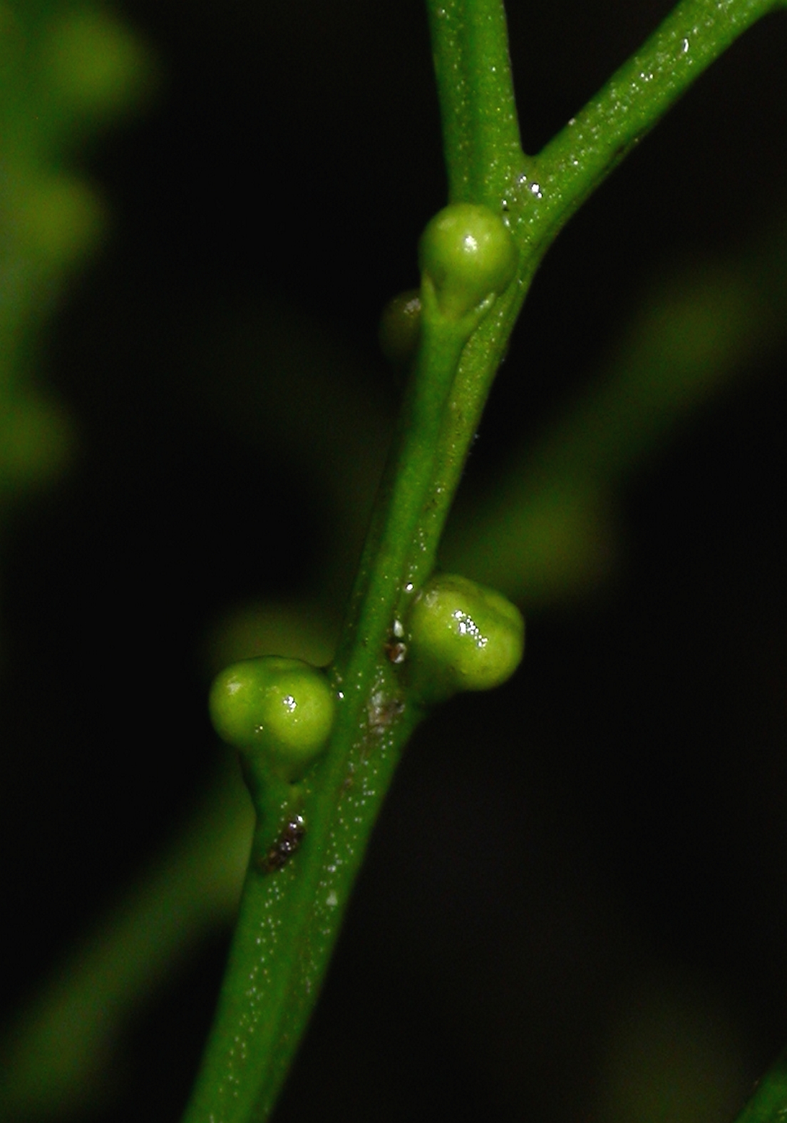Psilotaceae Psilotum nudum