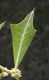 image of Jodina rhombifolia