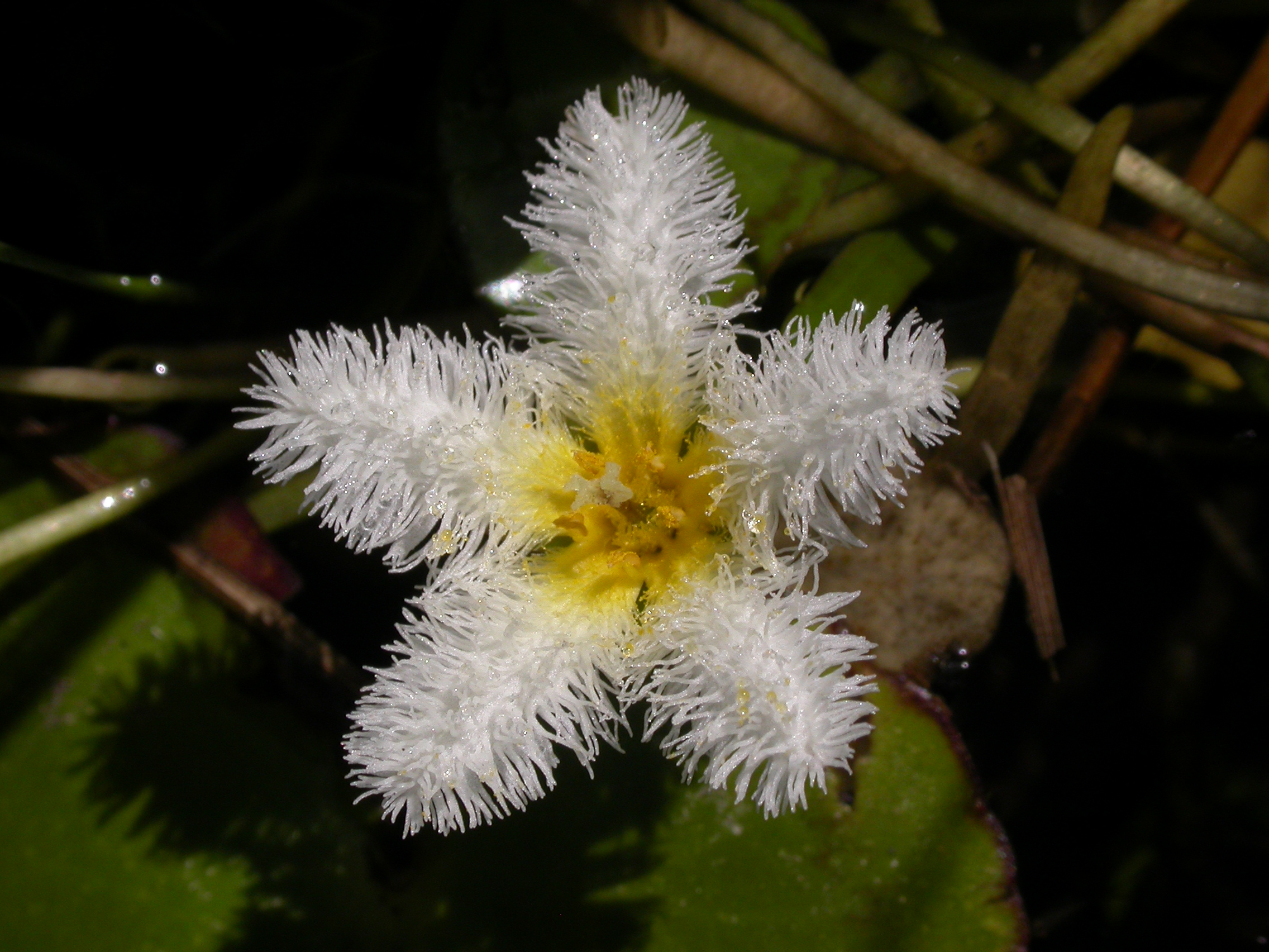 Menyanthaceae Nymphoides indica