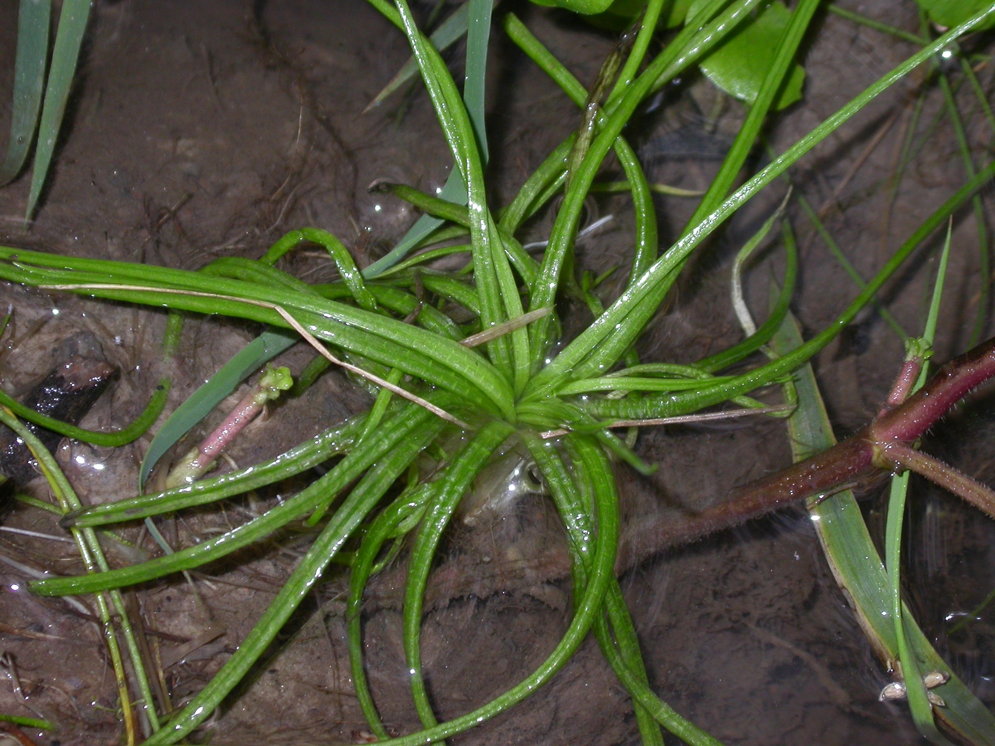 Isoetaceae Isoetes weberi