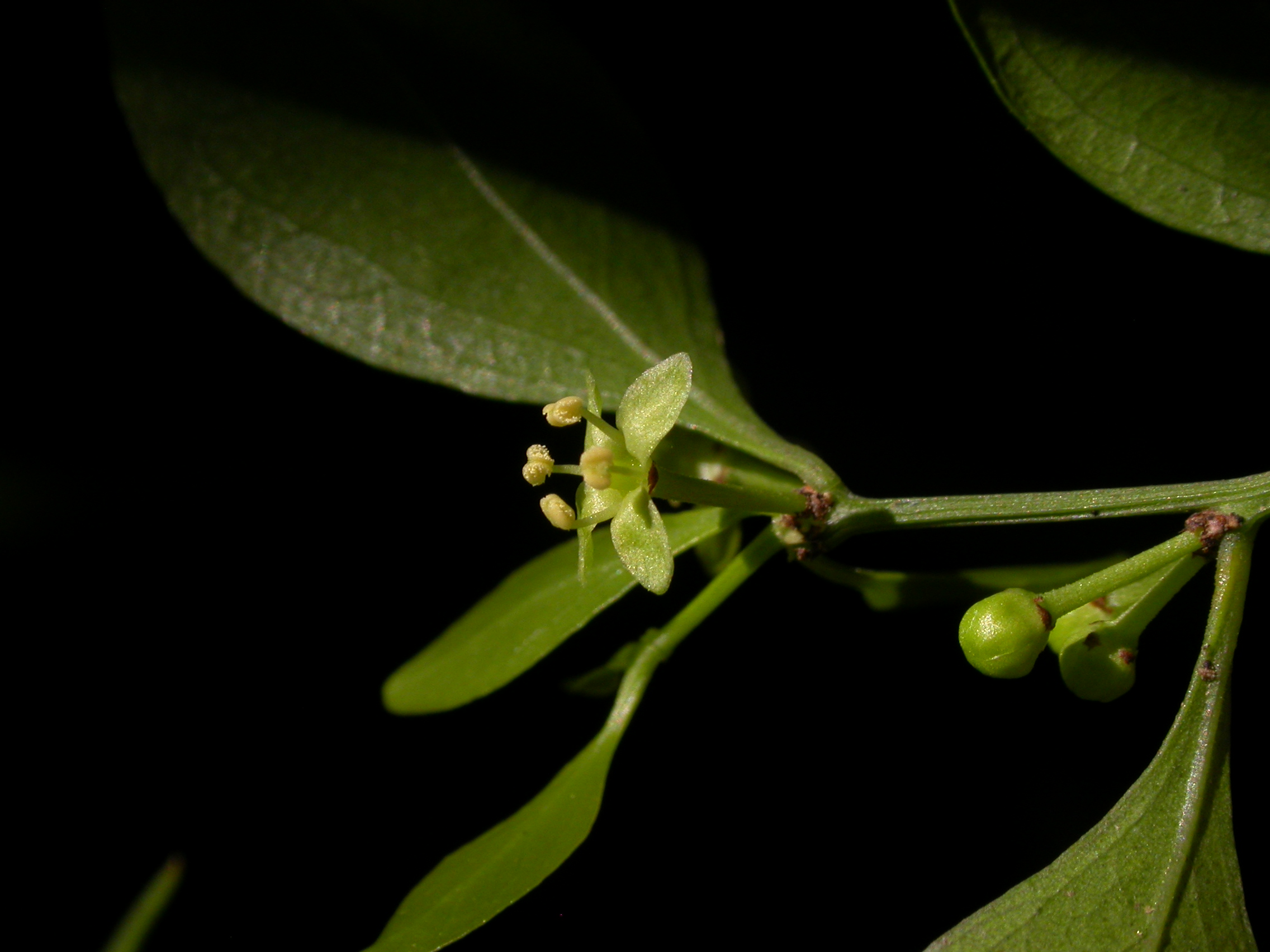 Celastraceae Schaefferia argentiniensis