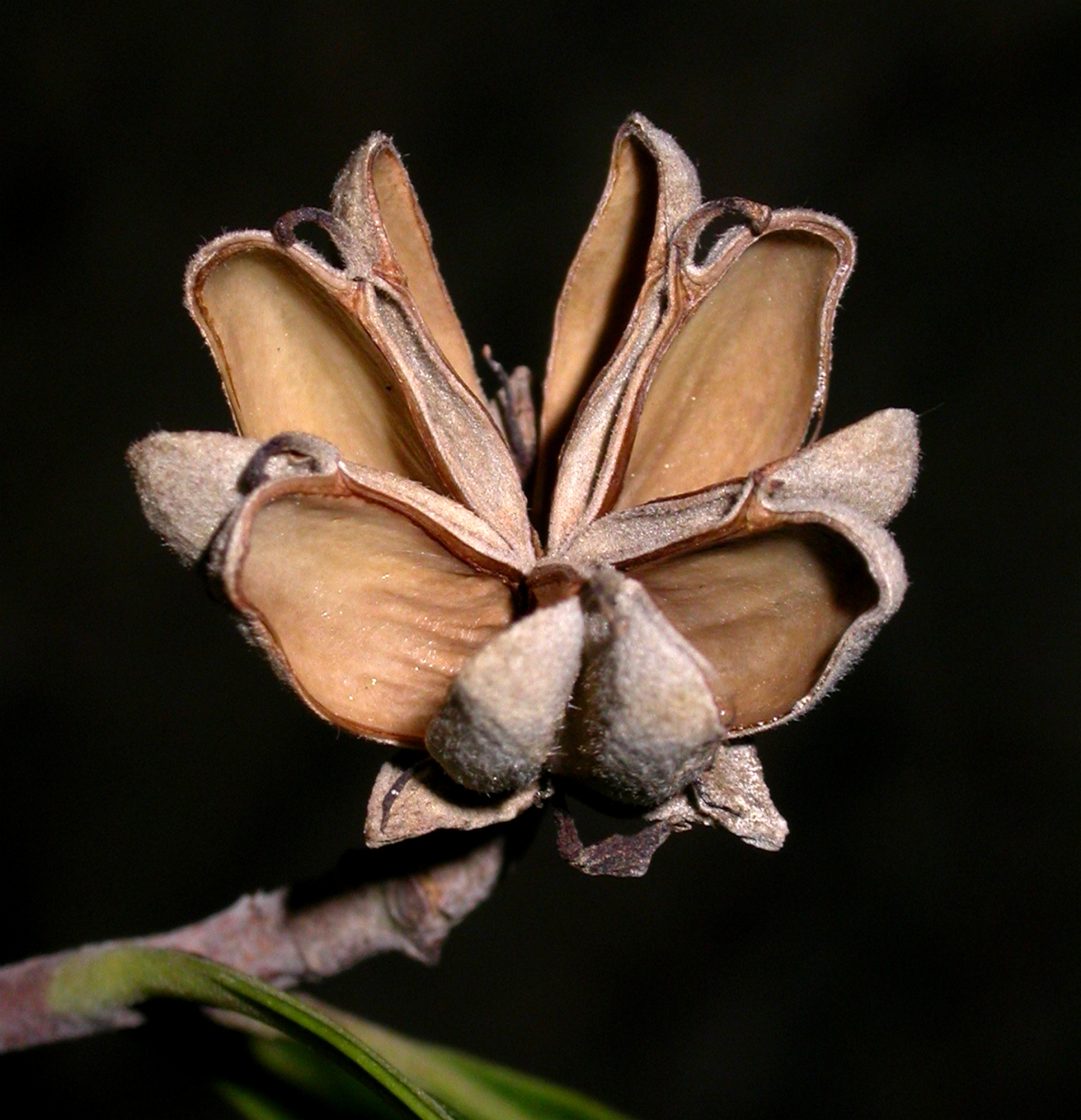 Quillajaceae Quillaja brasiliensis