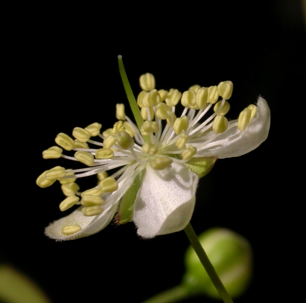 Myrtaceae Eugenia uniflora