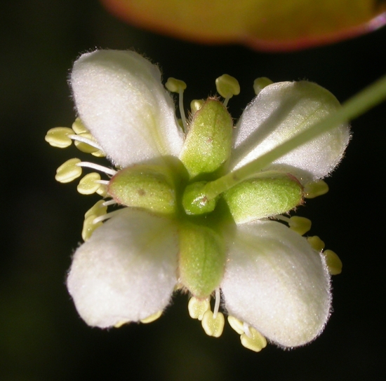 Myrtaceae Eugenia uniflora